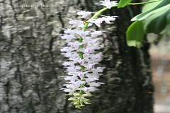 Aerides odorata